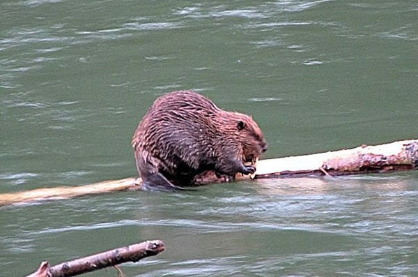 A beaver near Wild Bear Lodge