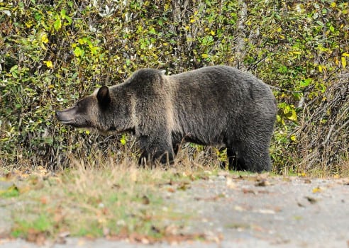 Female sub-adult grizzly. Photo by Julius Strauss.