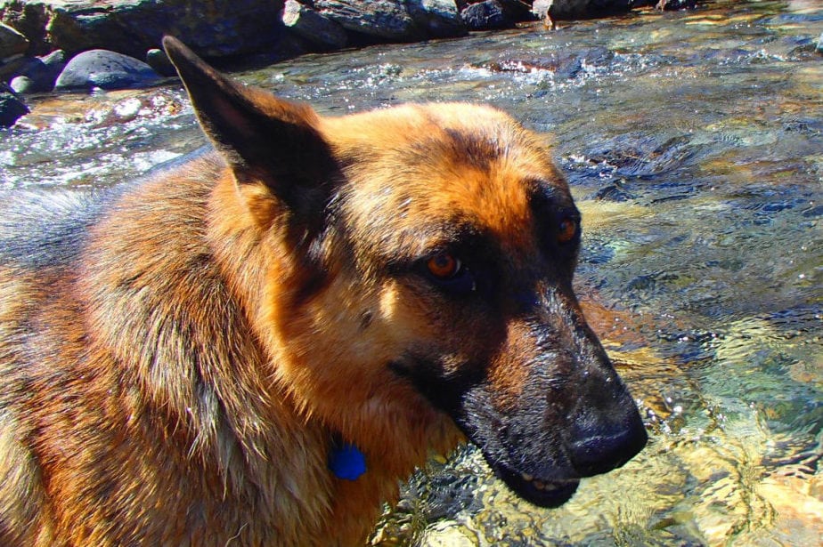 Masha by the river at Wild Bear Lodge