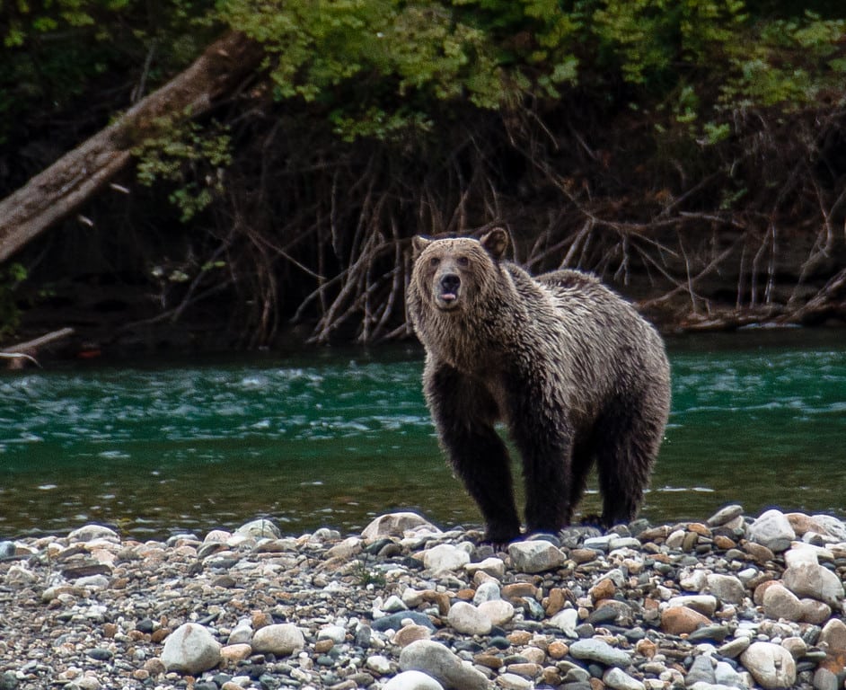 Grizzly bears in BC