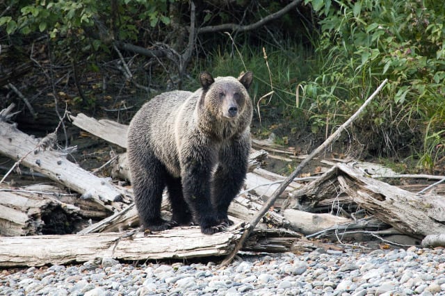 A young female grizzly bear at Wild Bear Lodge