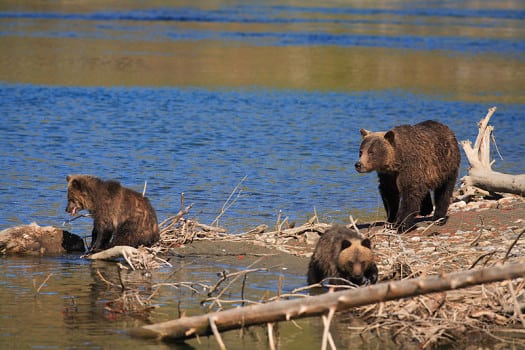 Grizzlies in the river at Wild Bear Lodge