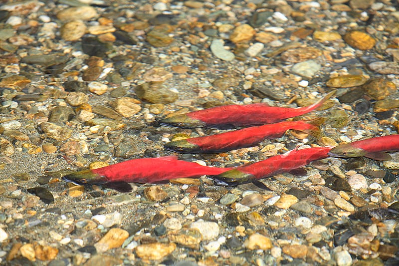 Salmon in the river at Wild Bear Lodge