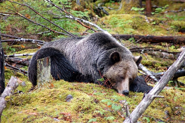 A grizzly bear at Wild Bear Lodge