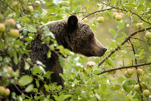 Grizzly bear in an apple tree at Wild Bear Lodge