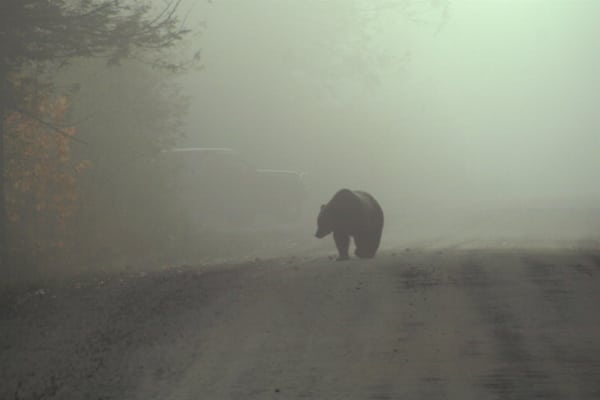 A grizzly bear in the mist at Wild Bear Lodge