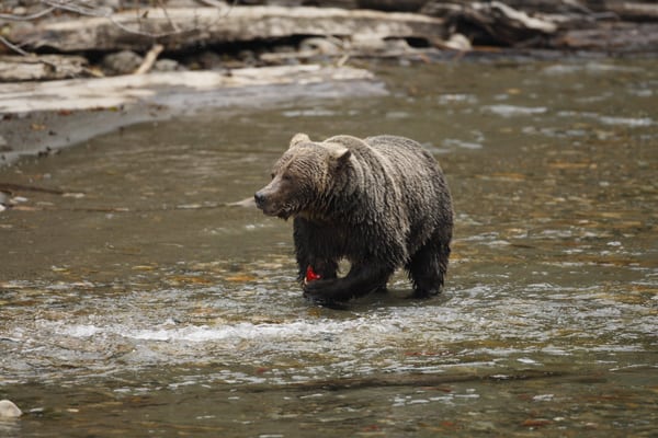 A grizzly bear eating salmon at Wild Bear Lodge