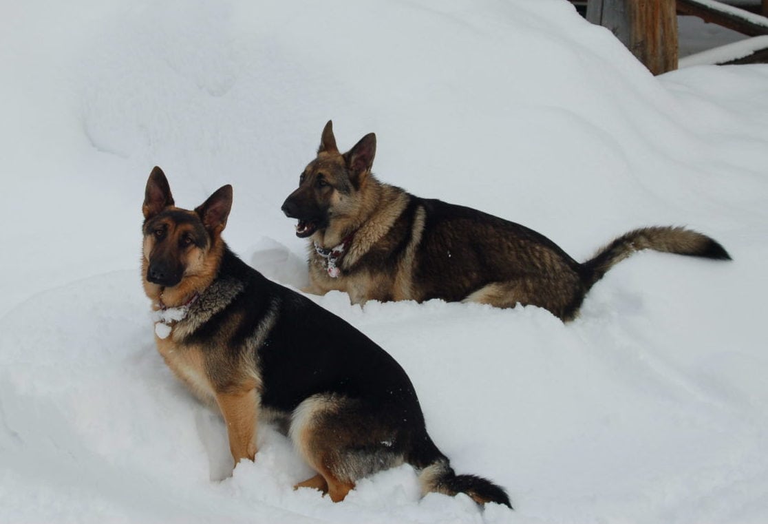 Masha and Karu in the snow at Wild Bear Lodge