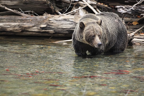 Grizzly bear choosing a fish at Wild Bear Lodge