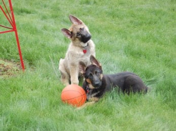 Masha and Karu at Wild Bear Lodge
