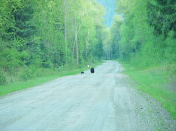 Bears on the road at Wild Bear Lodge