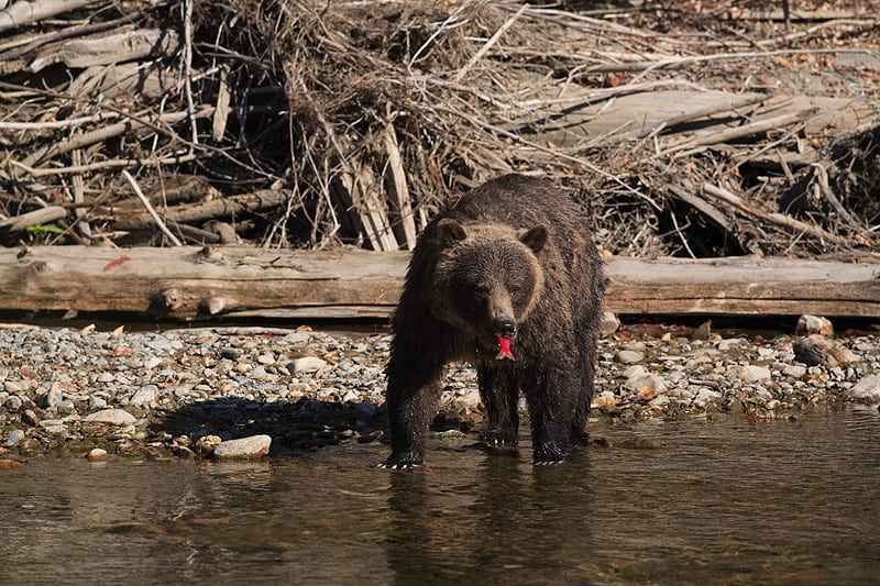 Grizzly bear eating a fish at Wild Bear Lodge