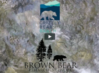 GBR and BBRN at Wild Bear Lodge