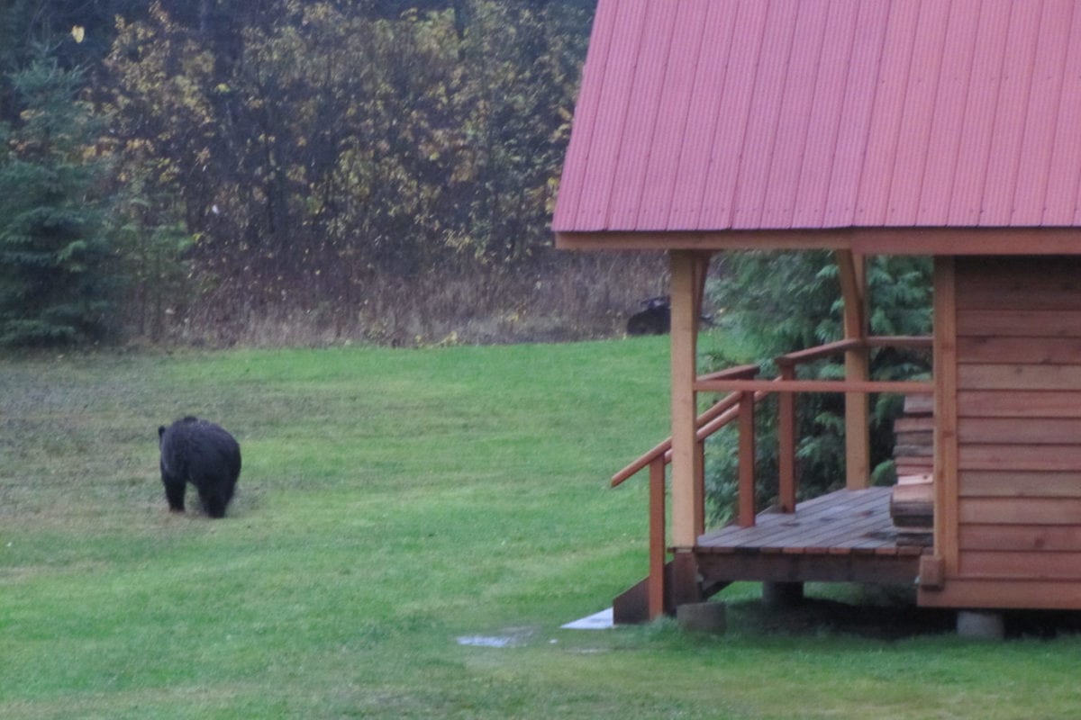 A grizzly bear walks past Whitewater Cabin at Wild Bear Lodge