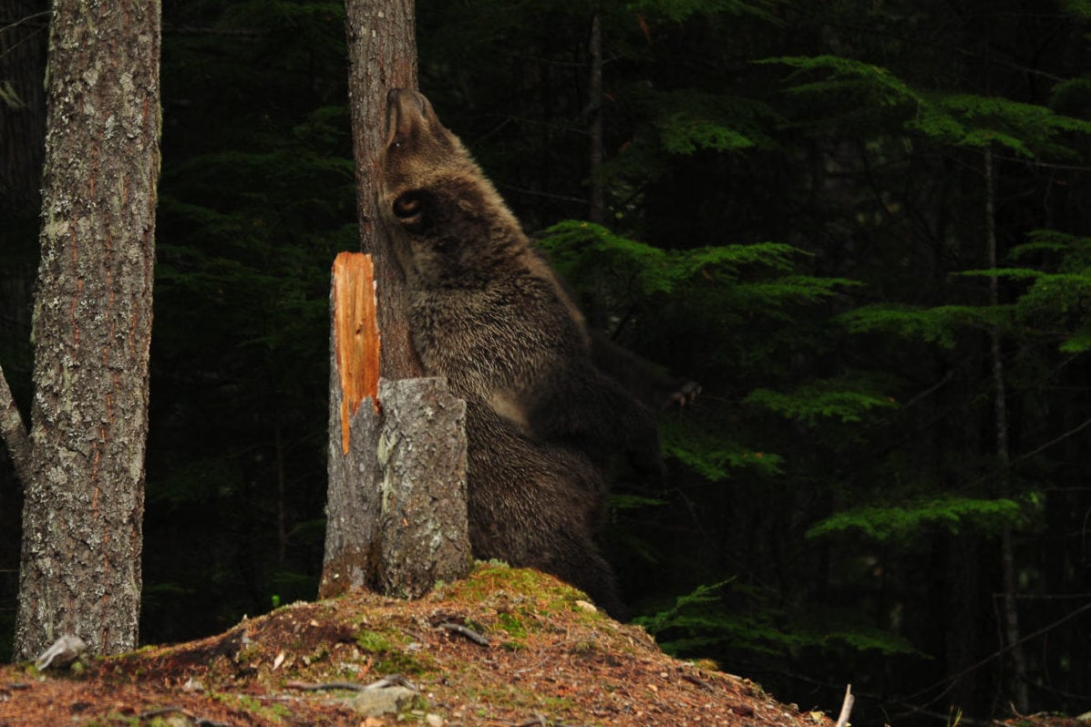 A bear getting a back rub at Wild Bear Lodge