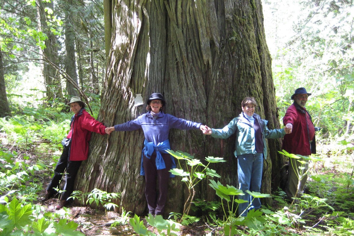 An ancient tree at Wild Bear Lodge