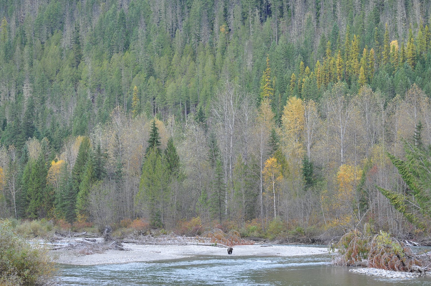 A grizzly on the river at Wild Bear Lodge
