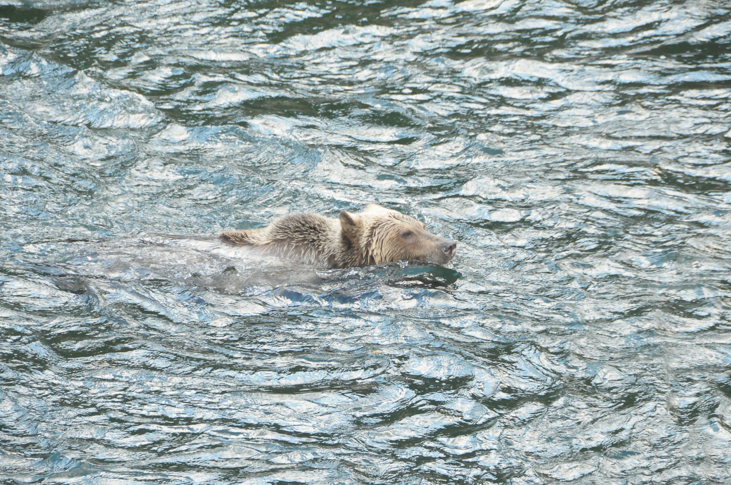 A grizzly bear swimming at Wild Bear Lodge
