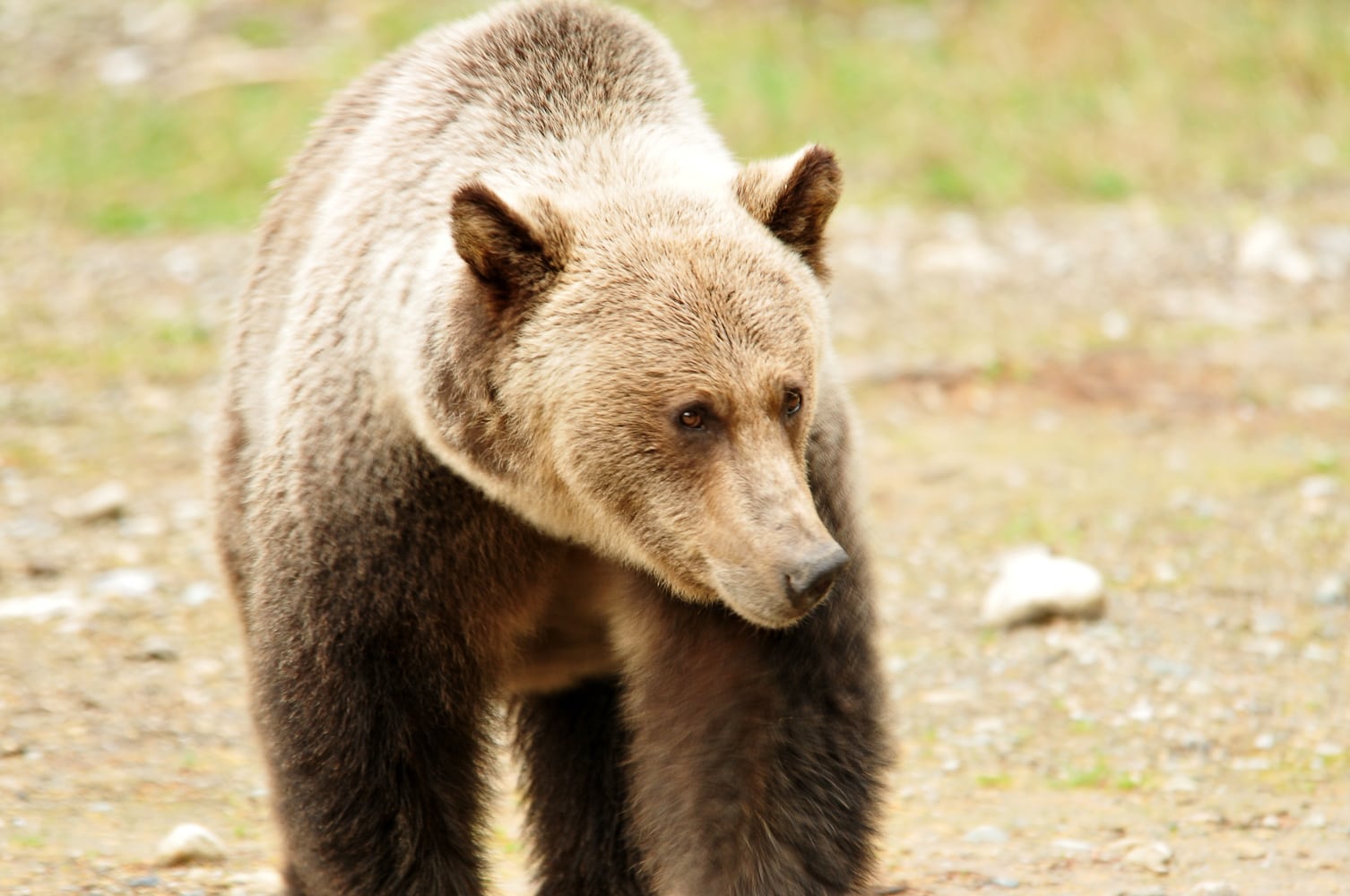A young grizzly bear at Wild Bear Lodge