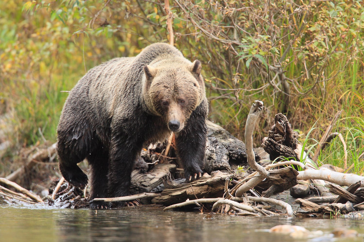 A bear on the river at Wild Bear Lodge