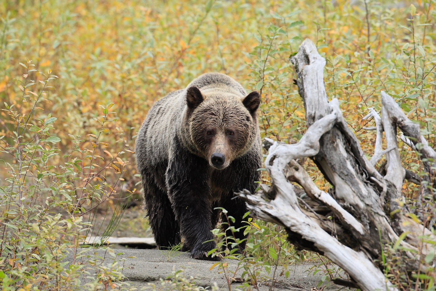 A grizzly bear at Wild Bear Lodge