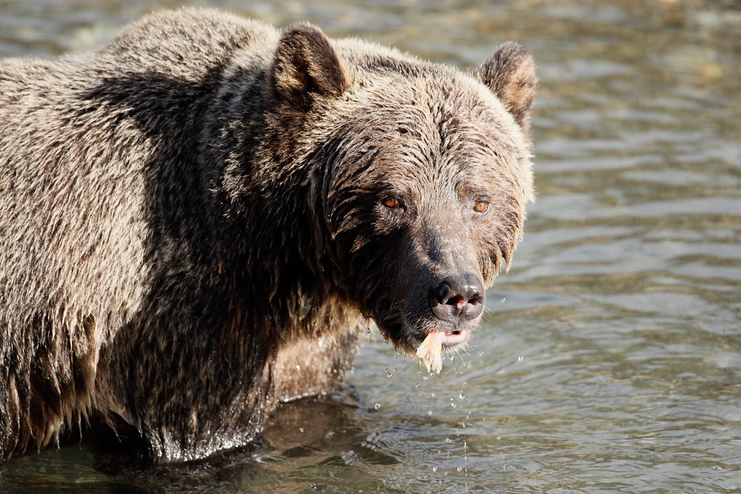 A grizzly eating fish at Wild Bear Lodge