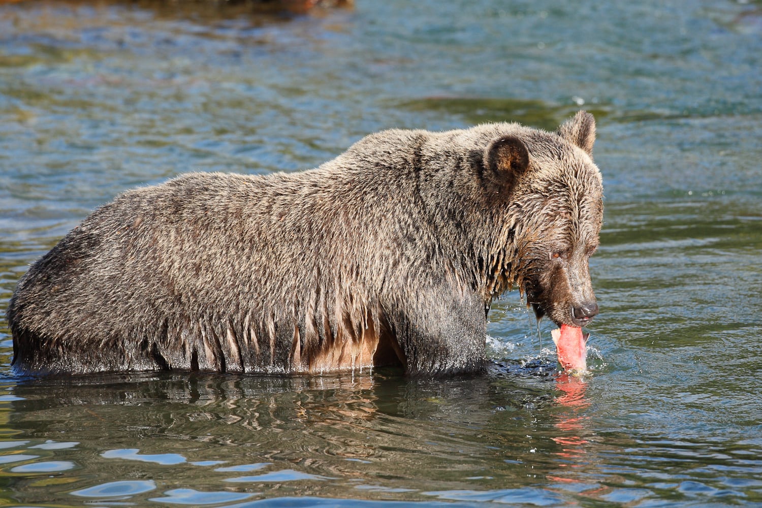 A grizzly bear fishing at Wild Bear Lodge