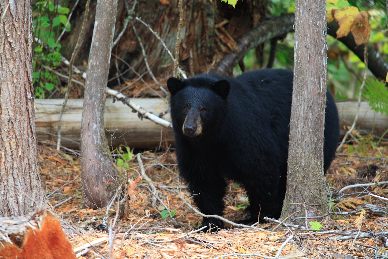 Bear-watching. A large black bear at Wild Bear Lodge.