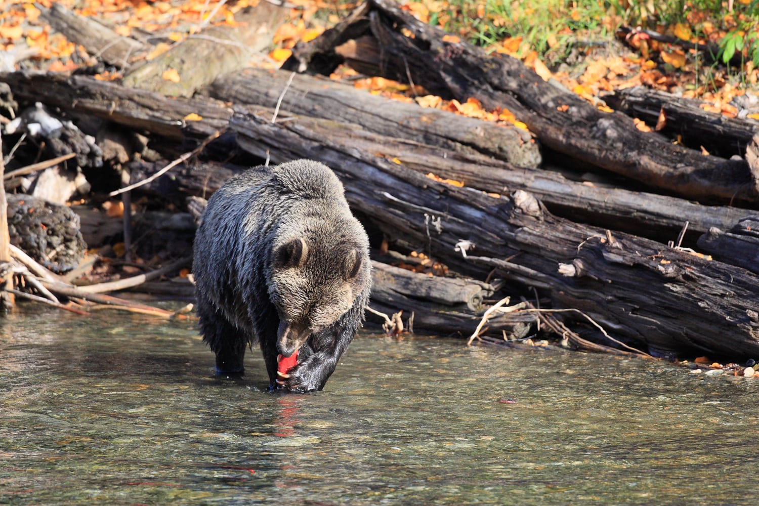 A bear eating salmon at Wild Bear Lodge
