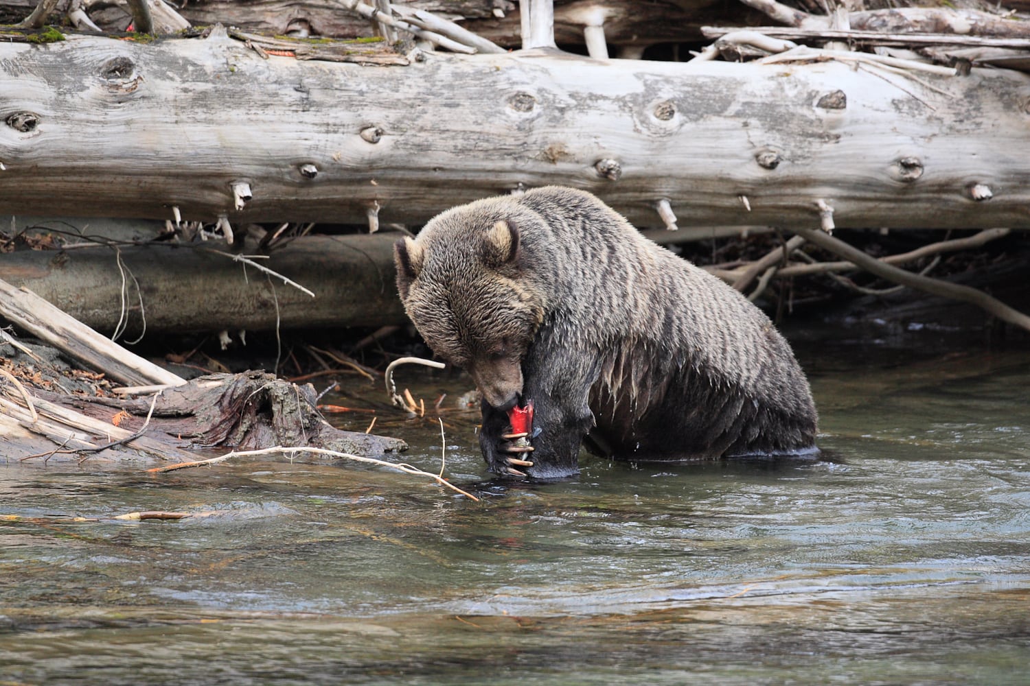 A bear fishing at Wild Bear Lodge