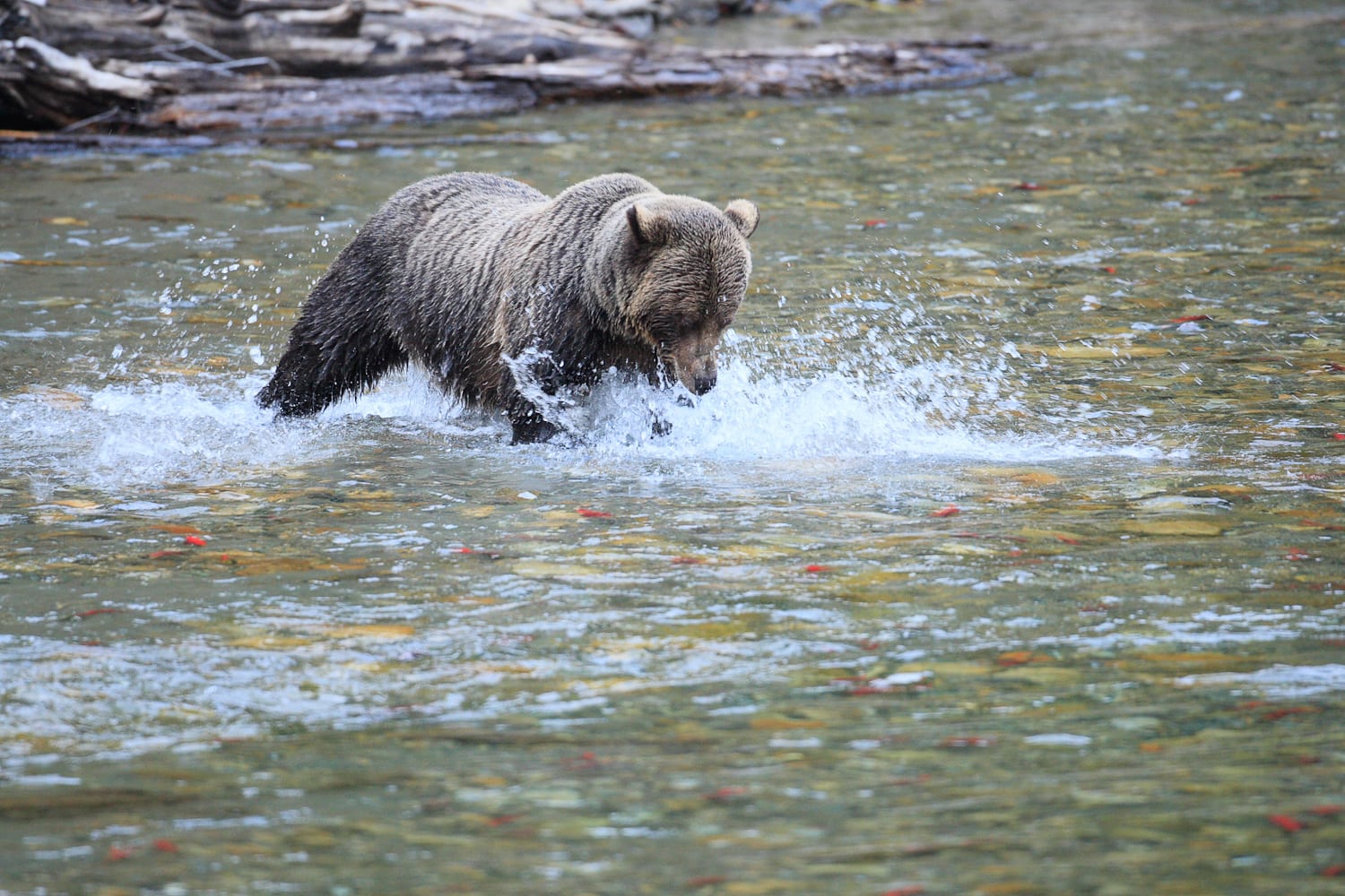 A grizzly bear fishing at Wild Bear Lodge