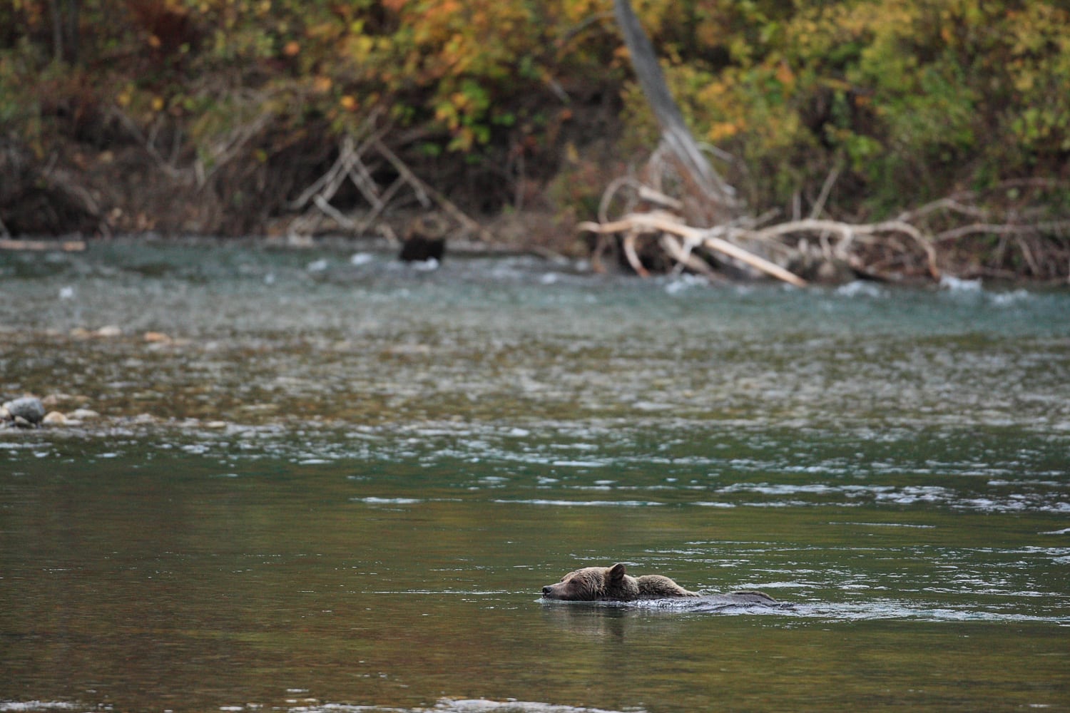 A grizzly bear swimming at Wild Bear Lodge