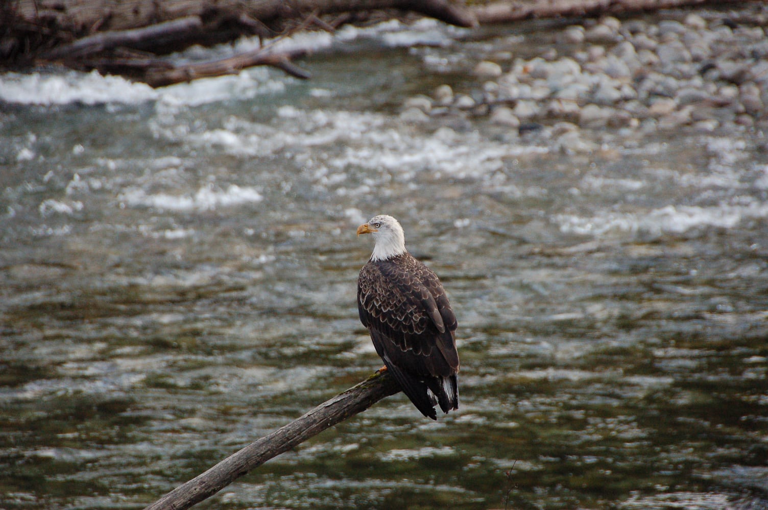 A bald eagle at Wild Bear Lodge