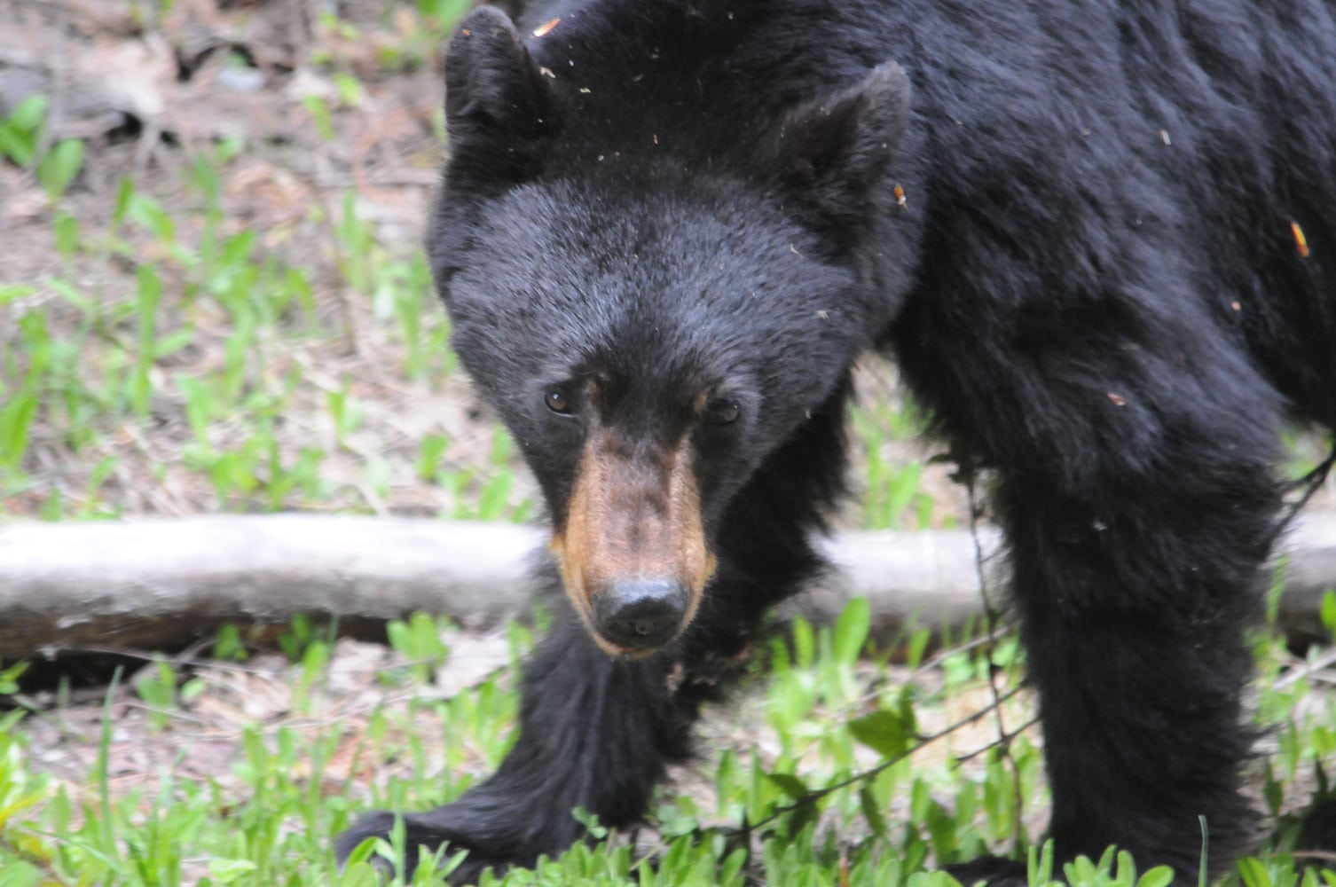 A black bear at Wild Bear Lodge