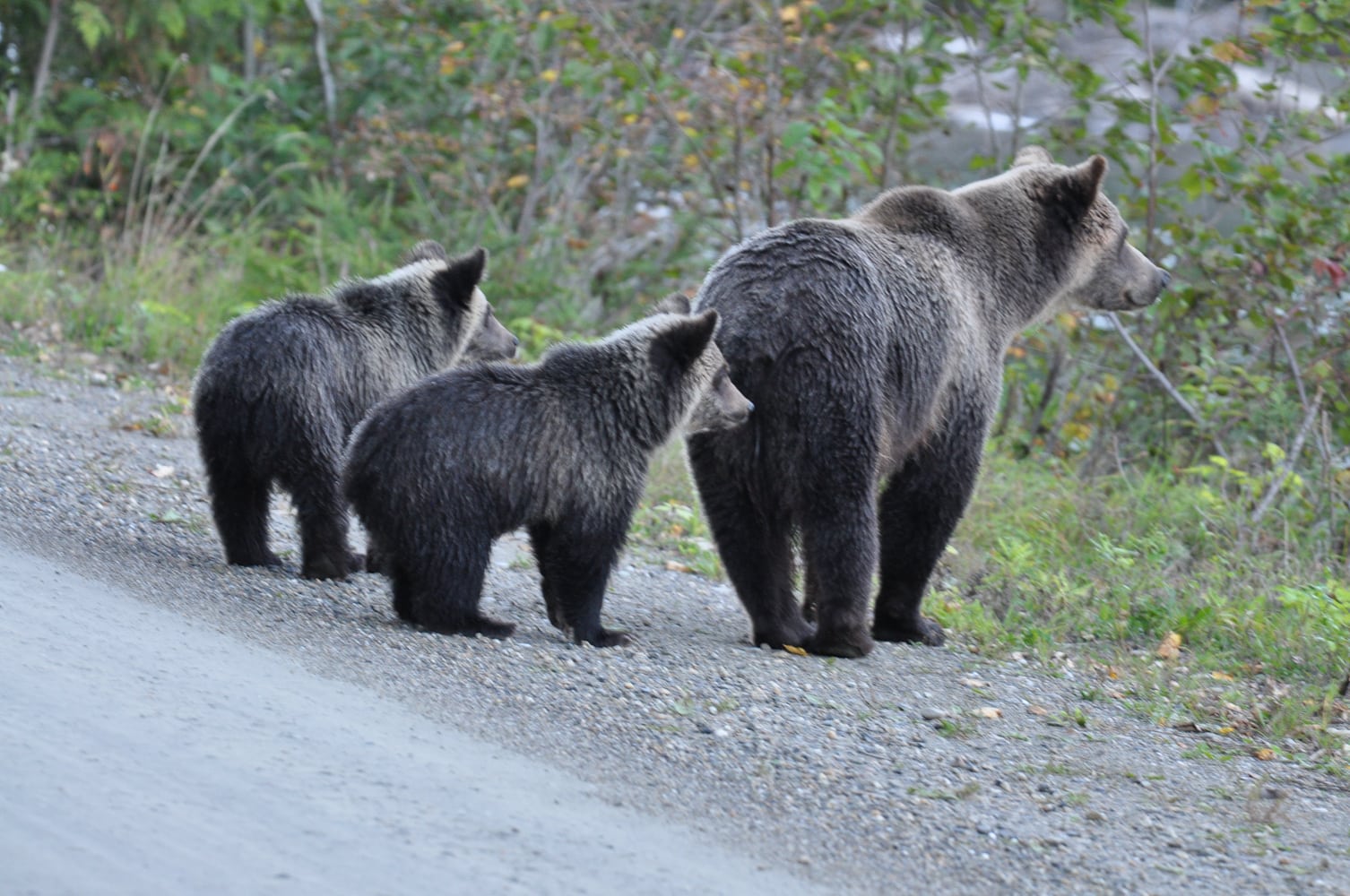 Three grizzly bears at Wild Bear Lodge