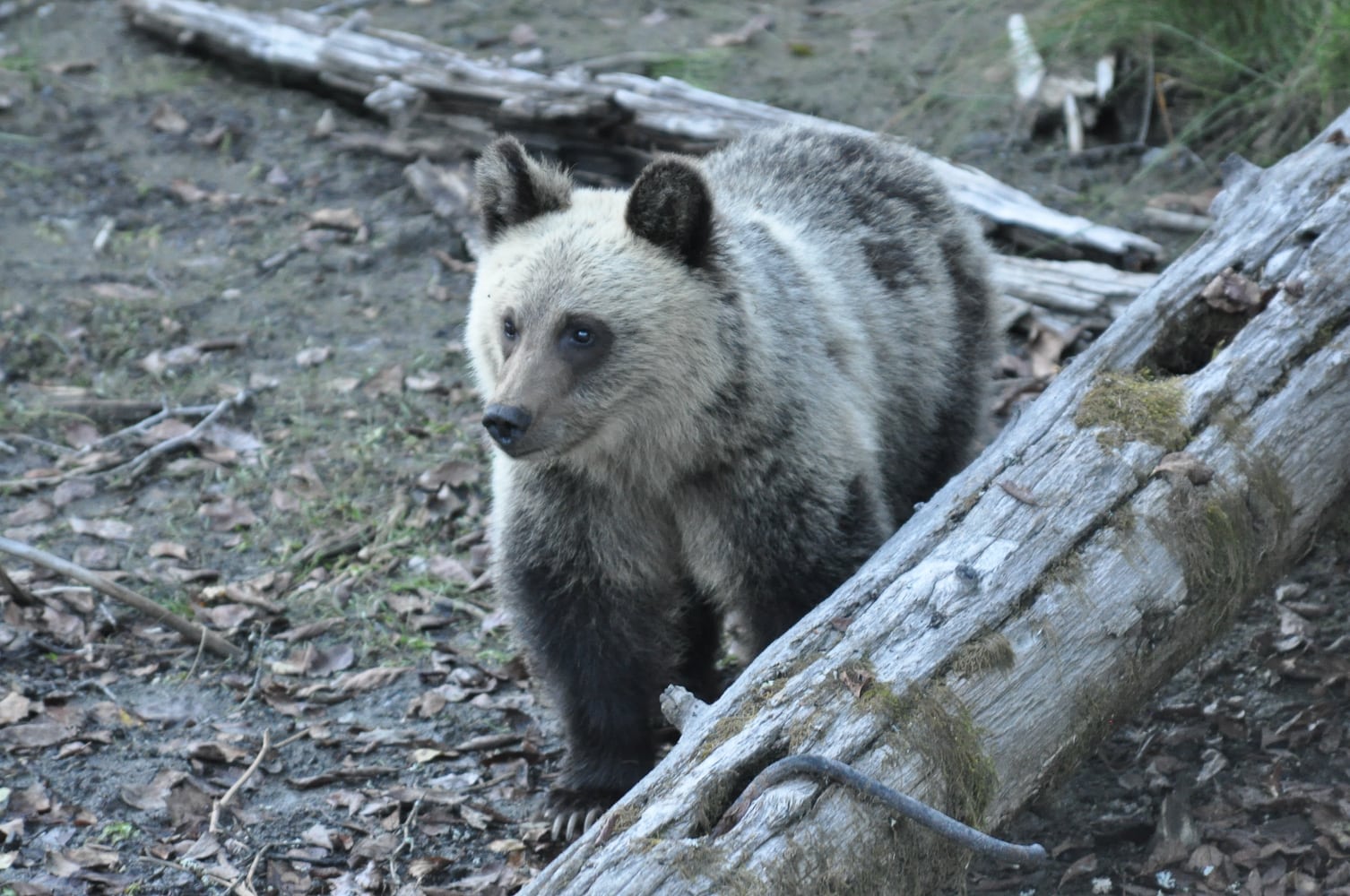 Grizzly cub at Wild Bear Lodge
