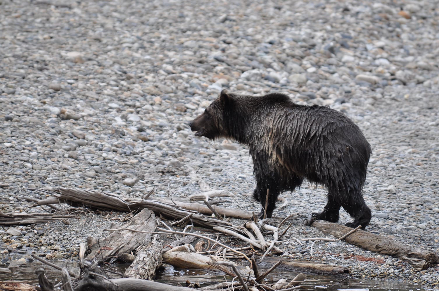 A young grizzly bear at Wild Bear Lodge