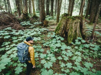 Rainforest walk at Wild Bear Lodge