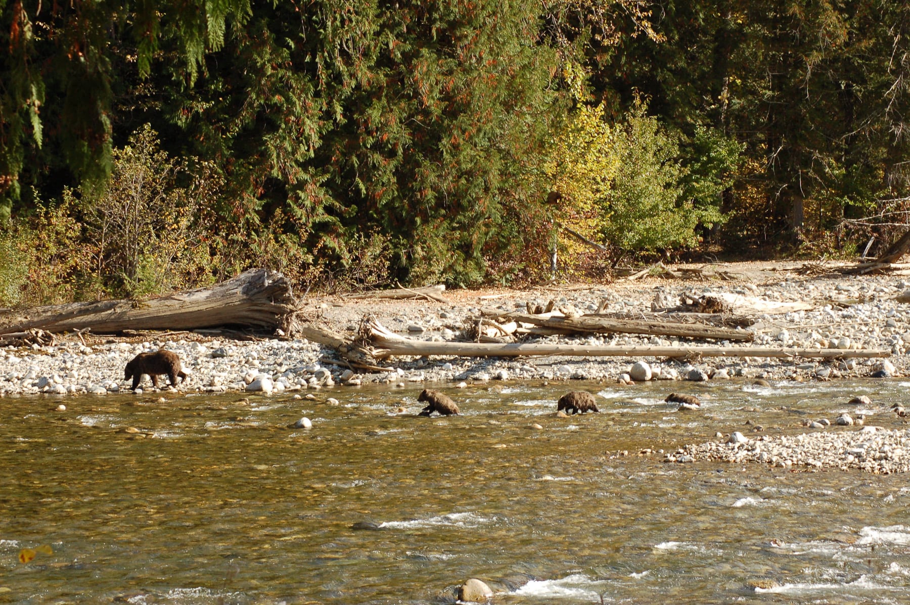 Four grizzly bears on the river at Wild Bear Lodge