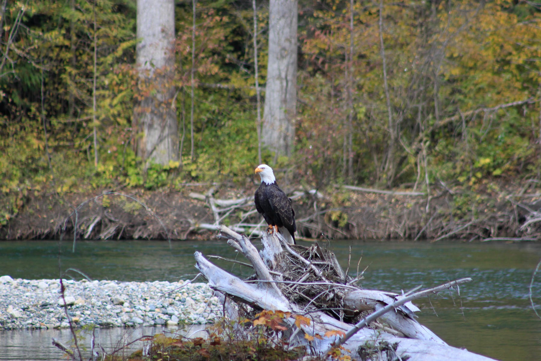 Bald eagle on a log at Wild Bear Lodge