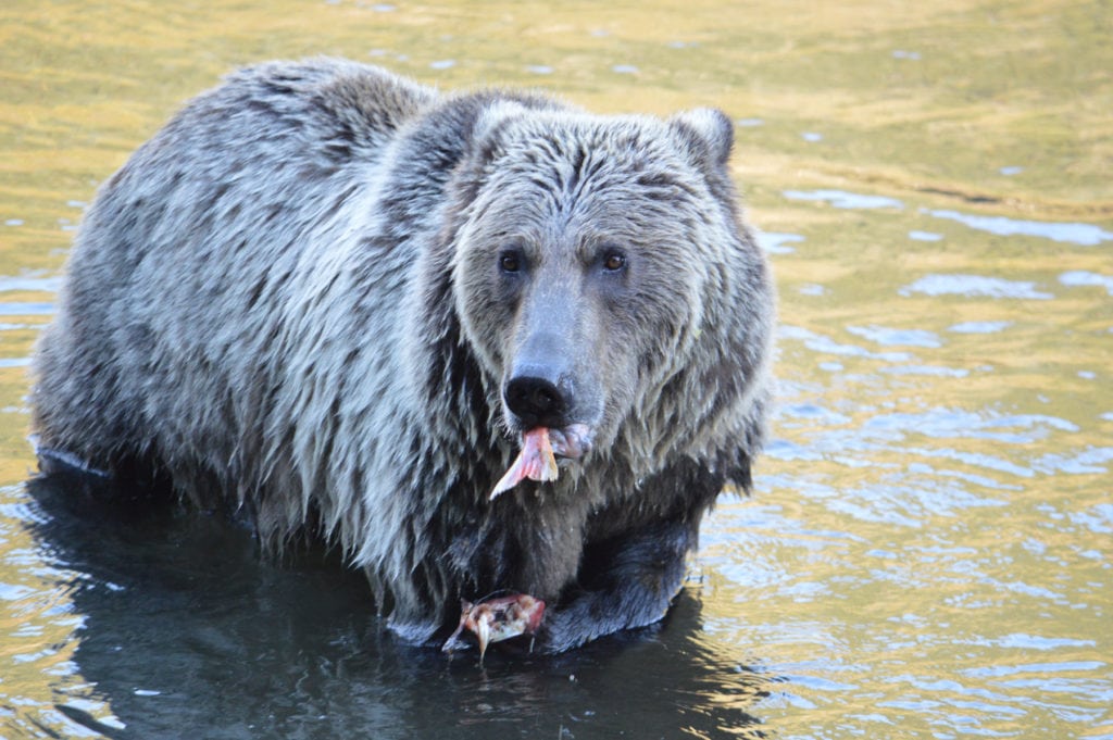 A grizzly bear eating fish at Wild Bear Lodge