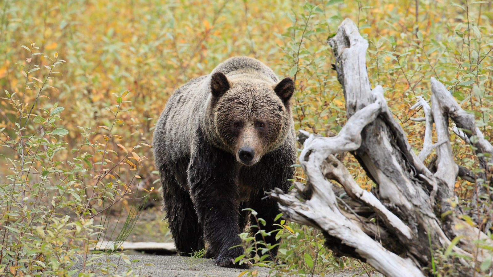 Grizzly-viewing at Wild Bear Lodge
