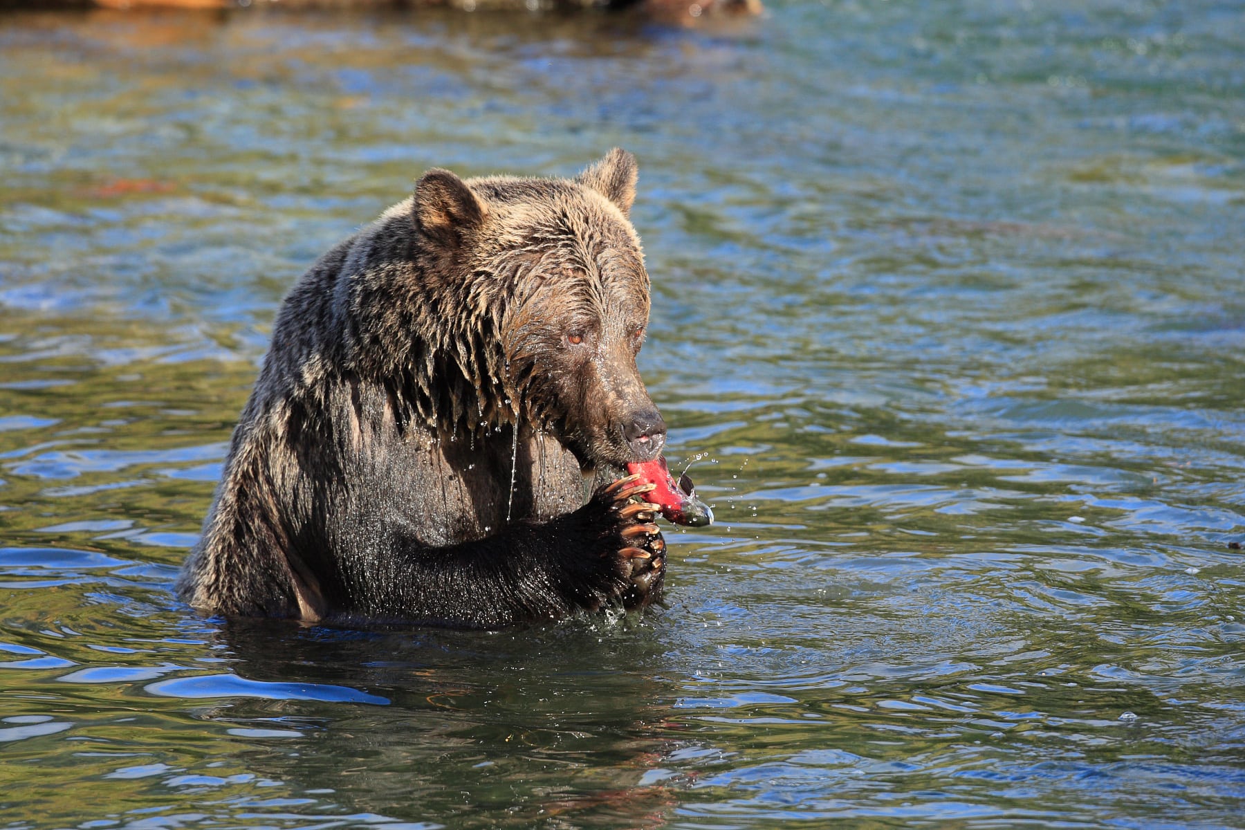 A grizzly bear eating a fish at Wild Bear Lodge