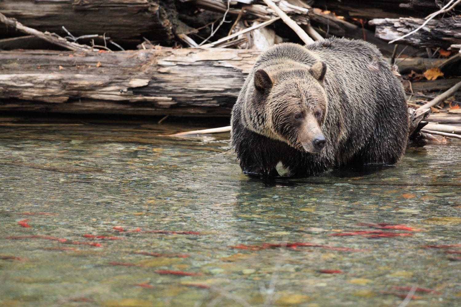 A grizzly bear choosing a fish at Wild Bear Lodge