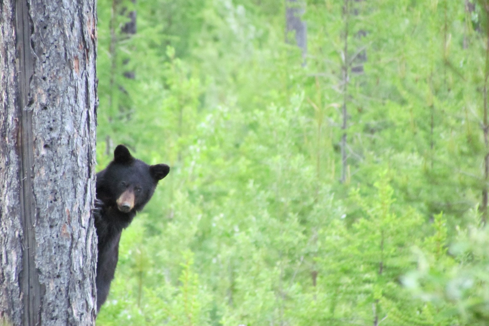 Black bear in a tree at Wild Bear Lodge