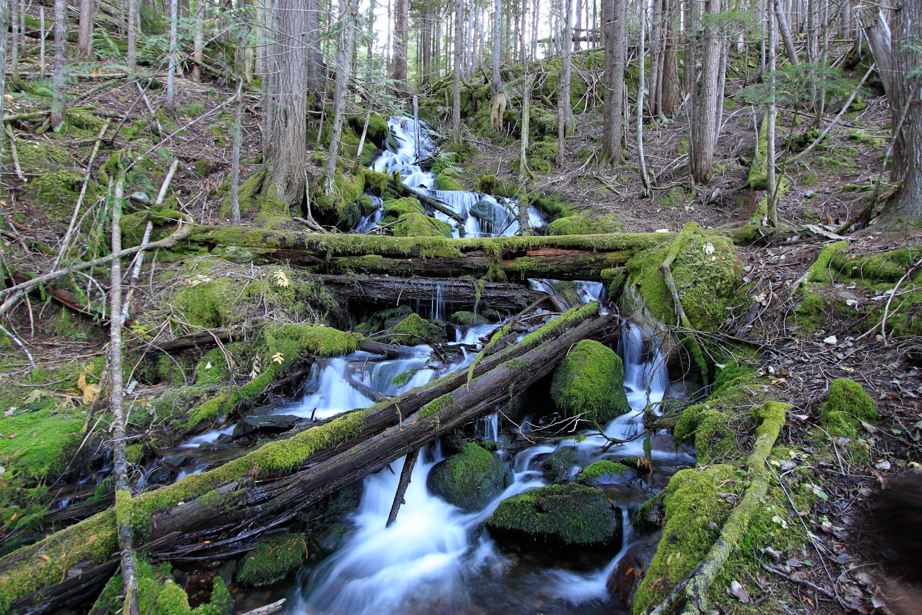 A mountain stream at Wild Bear Lodge