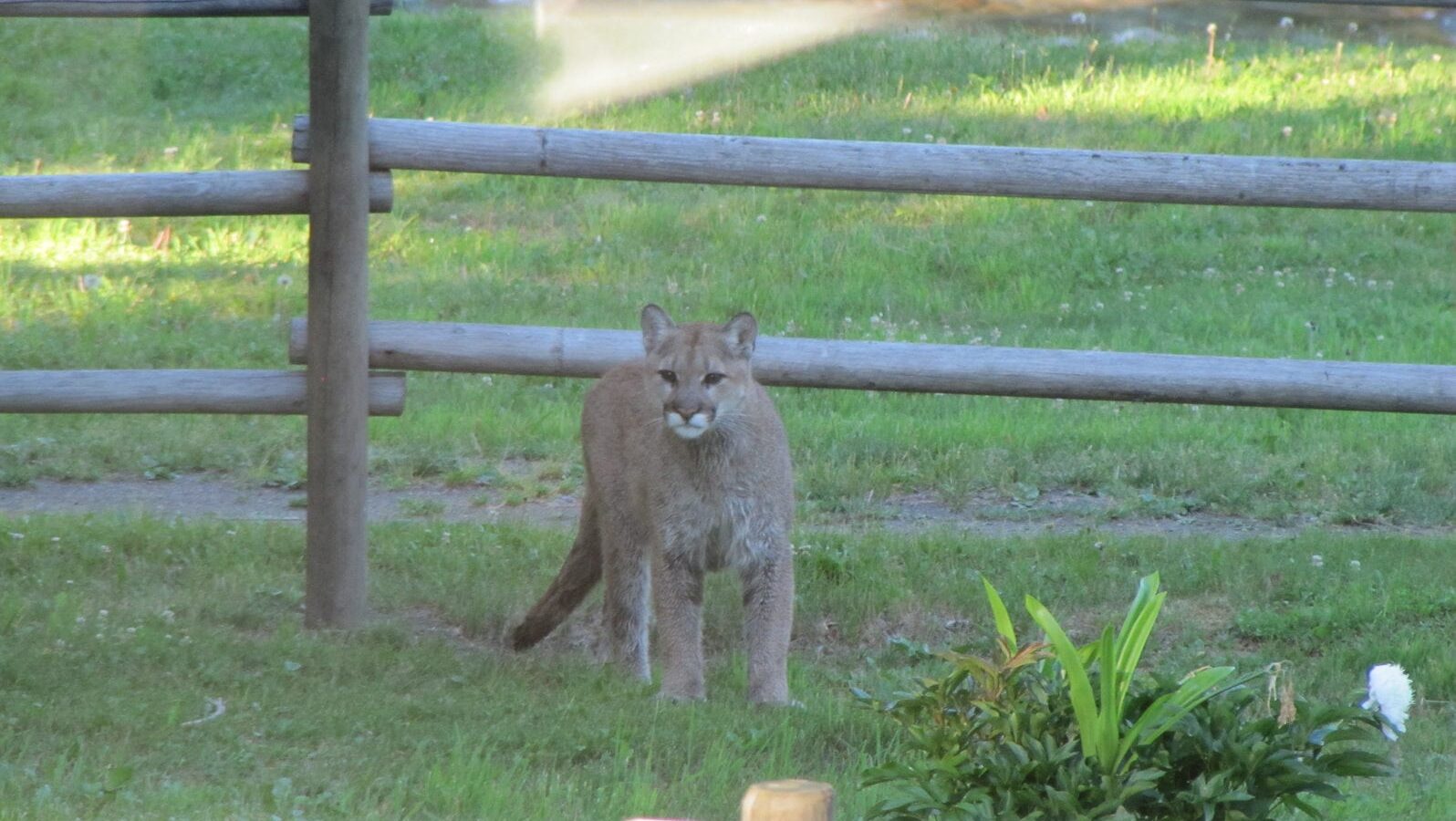 Cougar in the yard at Wild Bear Lodge