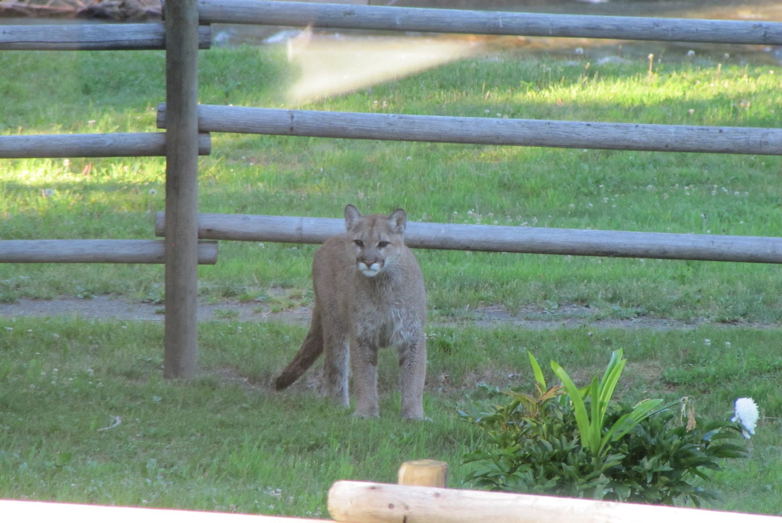Cougar in the yard at Wild Bear Lodge