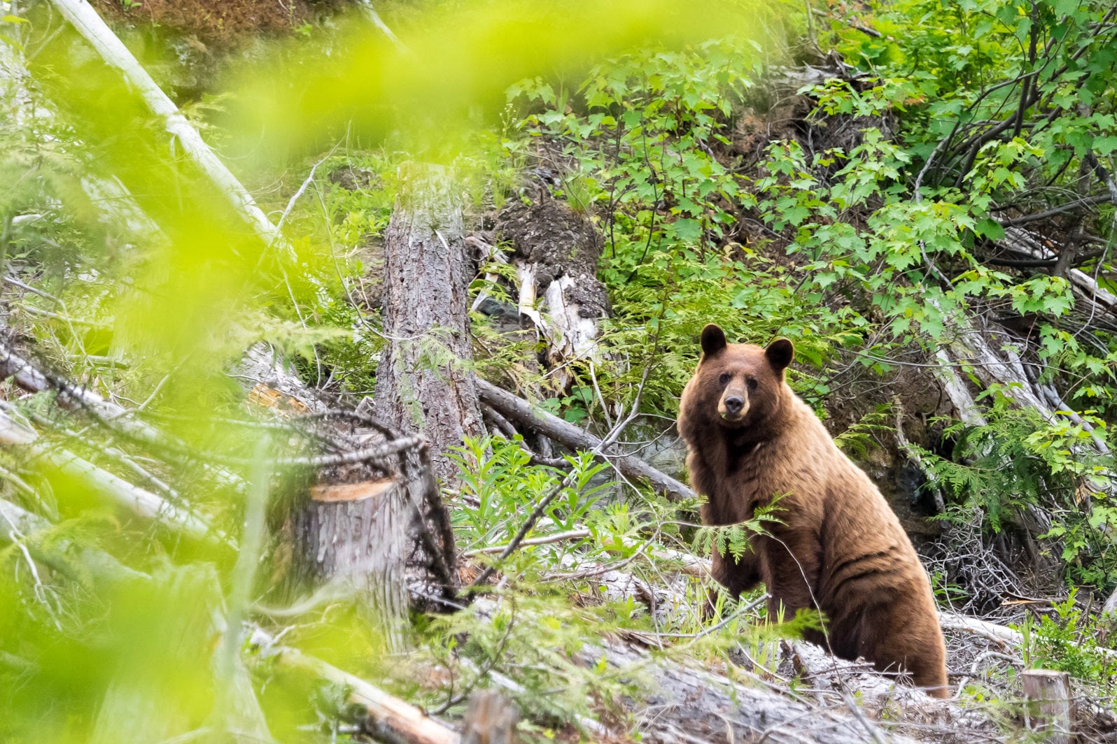 A large brown black bear at Wild Bear Lodge