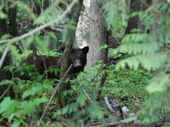 Spring bear-viewing. Wilderness Experiences at Wild Bear Lodge.